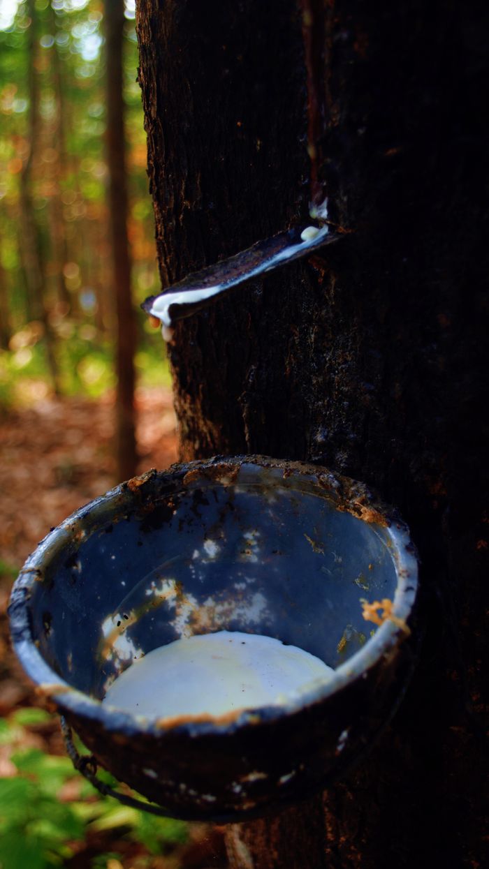 Close-up of a rubber tree being tapped to extract latex in a forest.